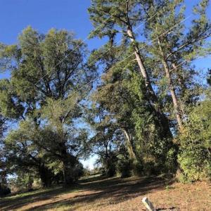 Photo of UNDER CONTRACT!!  350 Acres of Farm and Hunting Land For Sale in Columbus County NC!