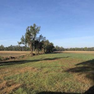 Photo of UNDER CONTRACT!!  350 Acres of Farm and Hunting Land For Sale in Columbus County NC!