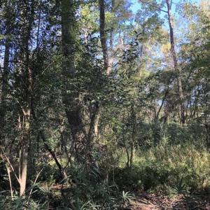 Photo of UNDER CONTRACT!!  350 Acres of Farm and Hunting Land For Sale in Columbus County NC!