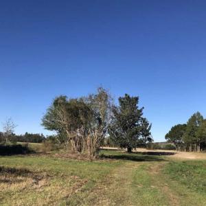 Photo of UNDER CONTRACT!!  350 Acres of Farm and Hunting Land For Sale in Columbus County NC!