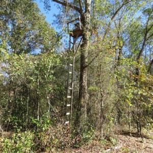 Photo of SOLD!!  58 Acres of Farm and Timber Land For Sale in Scotland County NC!