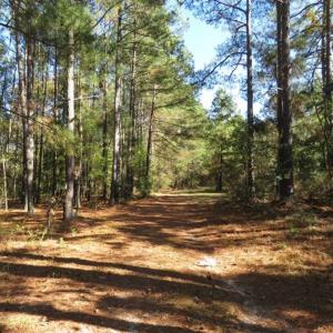 Photo of SOLD!!  58 Acres of Farm and Timber Land For Sale in Scotland County NC!