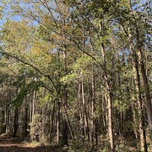 Photo of SOLD!!  164.75 Acres of Farm and Timber Land For Sale in Craven County NC!