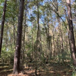 Photo of SOLD!!  164.75 Acres of Farm and Timber Land For Sale in Craven County NC!