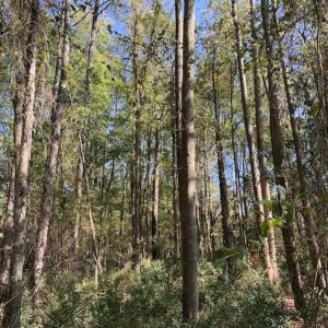 Photo of UNDER CONTRACT!!  22.18 Acres of Farm and Timber Land For Sale in Craven County NC!