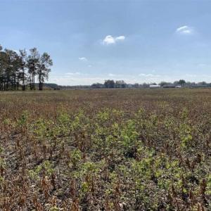 Photo of UNDER CONTRACT!!  22.18 Acres of Farm and Timber Land For Sale in Craven County NC!