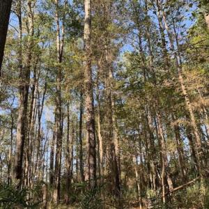 Photo of UNDER CONTRACT!!  22.18 Acres of Farm and Timber Land For Sale in Craven County NC!