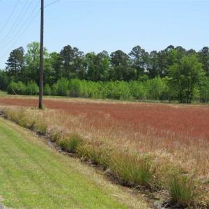 Photo of 127.86 ac of Farm, Hunting, and Timberland for Sale in Columbus County NC!