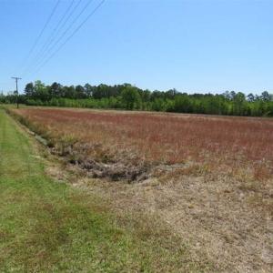 Photo of 127.86 ac of Farm, Hunting, and Timberland for Sale in Columbus County NC!