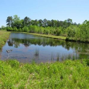 Photo of 127.86 ac of Farm, Hunting, and Timberland for Sale in Columbus County NC!