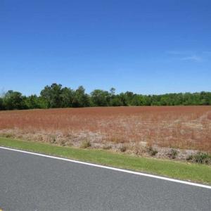Photo of 127.86 ac of Farm, Hunting, and Timberland for Sale in Columbus County NC!