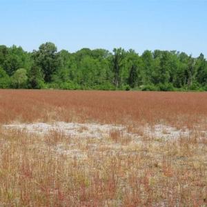 Photo of 127.86 ac of Farm, Hunting, and Timberland for Sale in Columbus County NC!