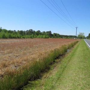 Photo of 127.86 ac of Farm, Hunting, and Timberland for Sale in Columbus County NC!