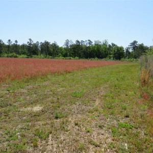 Photo of 127.86 ac of Farm, Hunting, and Timberland for Sale in Columbus County NC!