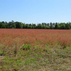 Photo of 127.86 ac of Farm, Hunting, and Timberland for Sale in Columbus County NC!
