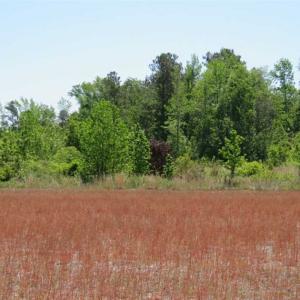 Photo of 127.86 ac of Farm, Hunting, and Timberland for Sale in Columbus County NC!