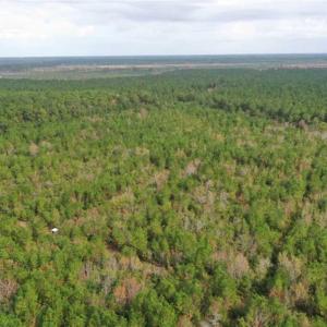 Photo of SOLD!!  39.63 Ac of Residential Farm and Timber Land for Sale in Columbus Co NC!