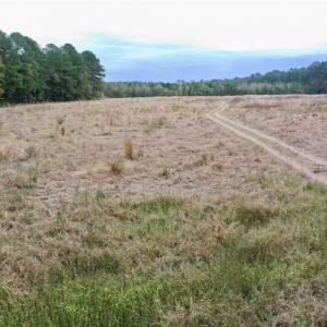 Photo of SOLD!!  39.63 Ac of Residential Farm and Timber Land for Sale in Columbus Co NC!