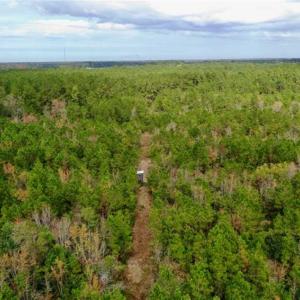 Photo of SOLD!!  39.63 Ac of Residential Farm and Timber Land for Sale in Columbus Co NC!