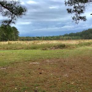 Photo of SOLD!!  39.63 Ac of Residential Farm and Timber Land for Sale in Columbus Co NC!