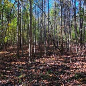 Photo of SOLD!!  25 Acres of Farm and Timber Land For Sale in Halifax County NC!