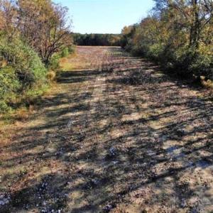 Photo of SOLD!!  25 Acres of Farm and Timber Land For Sale in Halifax County NC!
