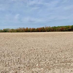 Photo of UNDER CONTRACT!!  90.1 Acres of Farm and Timber Land For Sale in Craven County NC!