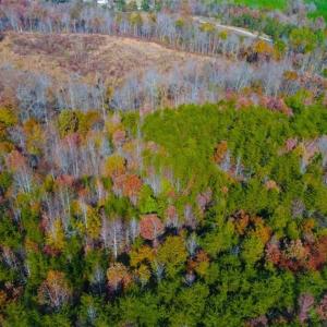 Photo of SOLD!!  10.8 Acres of Timber and Hunting Land For Sale in Caswell County NC!