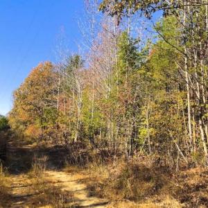 Photo of SOLD!!  10.8 Acres of Timber and Hunting Land For Sale in Caswell County NC!
