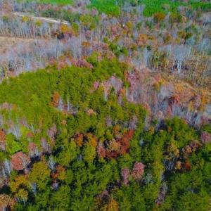 Photo of SOLD!!  10.8 Acres of Timber and Hunting Land For Sale in Caswell County NC!