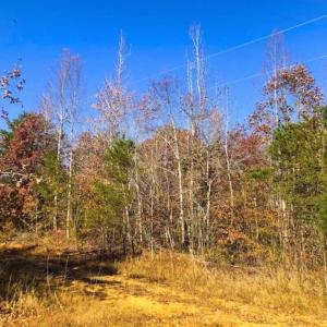 Photo of SOLD!!  10.8 Acres of Timber and Hunting Land For Sale in Caswell County NC!