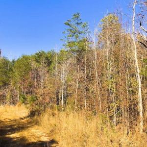 Photo of SOLD!!  10.8 Acres of Timber and Hunting Land For Sale in Caswell County NC!
