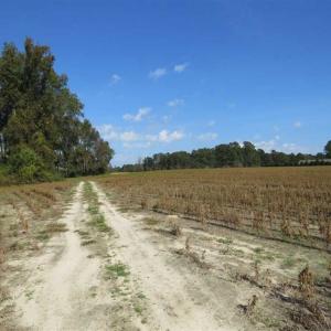 Photo of SOLD!!  59.27 Acres of Farm and Development Land for Sale in Columbus County NC!