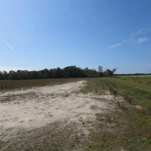Photo of SOLD!!  59.27 Acres of Farm and Development Land for Sale in Columbus County NC!