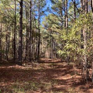 Photo of SOLD!!  17.17 Acres of Residential and Hunting Land for Sale in Scotland County NC!