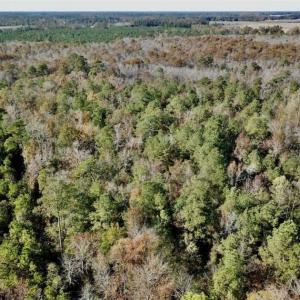 Photo of SOLD!!  17.17 Acres of Residential and Hunting Land for Sale in Scotland County NC!