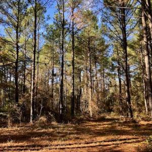 Photo of SOLD!!  17.17 Acres of Residential and Hunting Land for Sale in Scotland County NC!