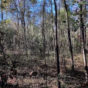 Photo of SOLD!!  17.17 Acres of Residential and Hunting Land for Sale in Scotland County NC!