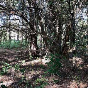 Photo of SOLD!!  17.17 Acres of Residential and Hunting Land for Sale in Scotland County NC!