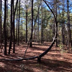 Photo of SOLD!!  17.17 Acres of Residential and Hunting Land for Sale in Scotland County NC!