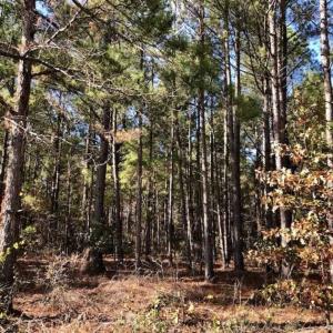 Photo of SOLD!!  17.17 Acres of Residential and Hunting Land for Sale in Scotland County NC!