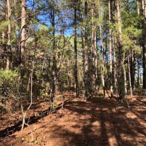 Photo of SOLD!!  17.17 Acres of Residential and Hunting Land for Sale in Scotland County NC!