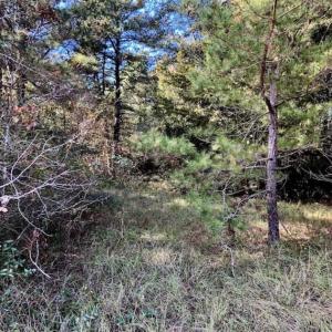 Photo of SOLD!!  17.17 Acres of Residential and Hunting Land for Sale in Scotland County NC!