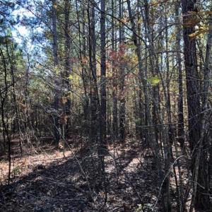 Photo of SOLD!!  17.17 Acres of Residential and Hunting Land for Sale in Scotland County NC!