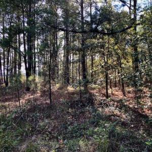 Photo of SOLD!!  17.17 Acres of Residential and Hunting Land for Sale in Scotland County NC!