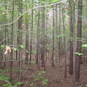 Photo of SOLD!!  17.24 Acres of Recreational and Residential Land For Sale in Pittsylvania County VA!
