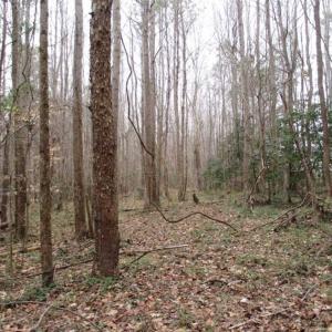 Photo of SOLD!!  17.24 Acres of Recreational and Residential Land For Sale in Pittsylvania County VA!