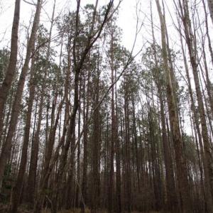 Photo of SOLD!!  17.24 Acres of Recreational and Residential Land For Sale in Pittsylvania County VA!