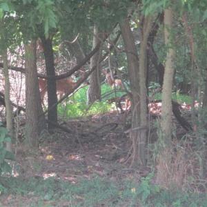 Photo of SOLD!!  17.24 Acres of Recreational and Residential Land For Sale in Pittsylvania County VA!