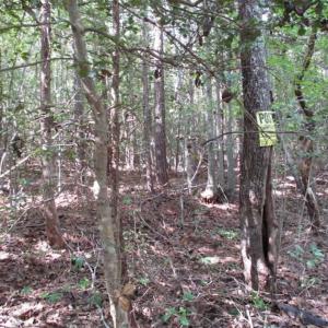 Photo of SOLD!!  17.24 Acres of Recreational and Residential Land For Sale in Pittsylvania County VA!